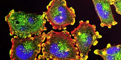 Niste celule intens colorate, vazute de aproape, pe fond negru