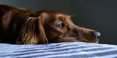 Un caine sta intins pe un pat, vazut din lateral, cu fata trista