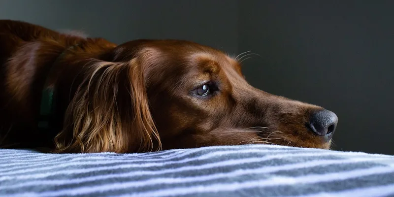 Un caine sta intins pe un pat, vazut din lateral, cu fata trista