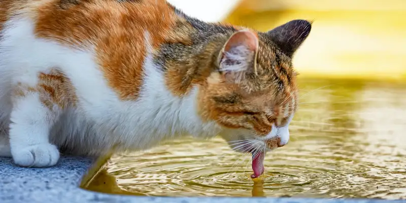 O pisica grasa bea apa de pe jos cu sete